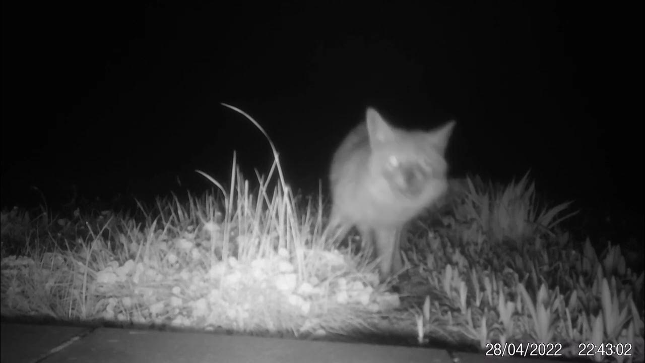 Vegetarian Fox eats an apple Veggie Lovers YouTube