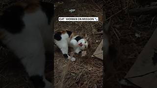 ON a mission 🐾❤️#cats #catsshorts #youtubeshorts #new #feed #viral #explore #funny #play #cute #fun