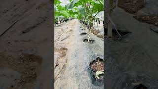 aubergine,farm,organic vegetable. #organicfarming#greenhouse#trending#farming#england