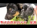 【犬 子犬 保護犬】野犬の群れで育った子犬 保護しました