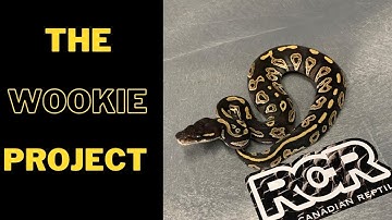 A Gene Called WOOKIE! How cool is that!! RCR