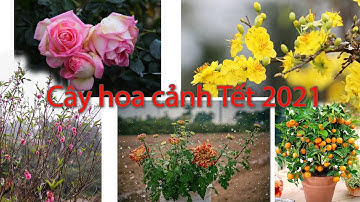 Những loại cây hoa cảnh cực đẹp hay được chọn vào dịp Tết