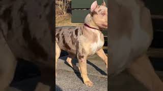 Chocolate Merle XL American Bully
