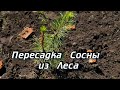 Посадка Сосны из Леса - Пересадка Сосны - Посадка Сосны