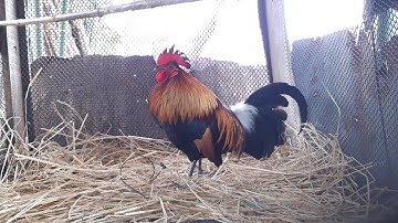 ไก่ต่อลูกผสม Qaib Dib Txuam Qaib Qus Tom 3 Zoo Nraug Qua Zoo heev 10/1/ 2021| Jungle Fowl