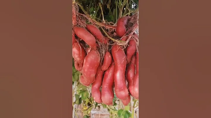 Growing Sweet Potatoes In The Air #satisfying #shorts