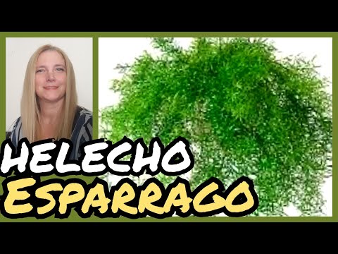 Video: Cuidado de los helechos espárragos: Cómo cultivar helechos espárragos