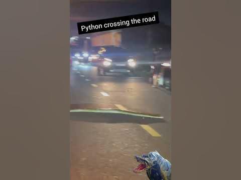 the python crossing the road - YouTube