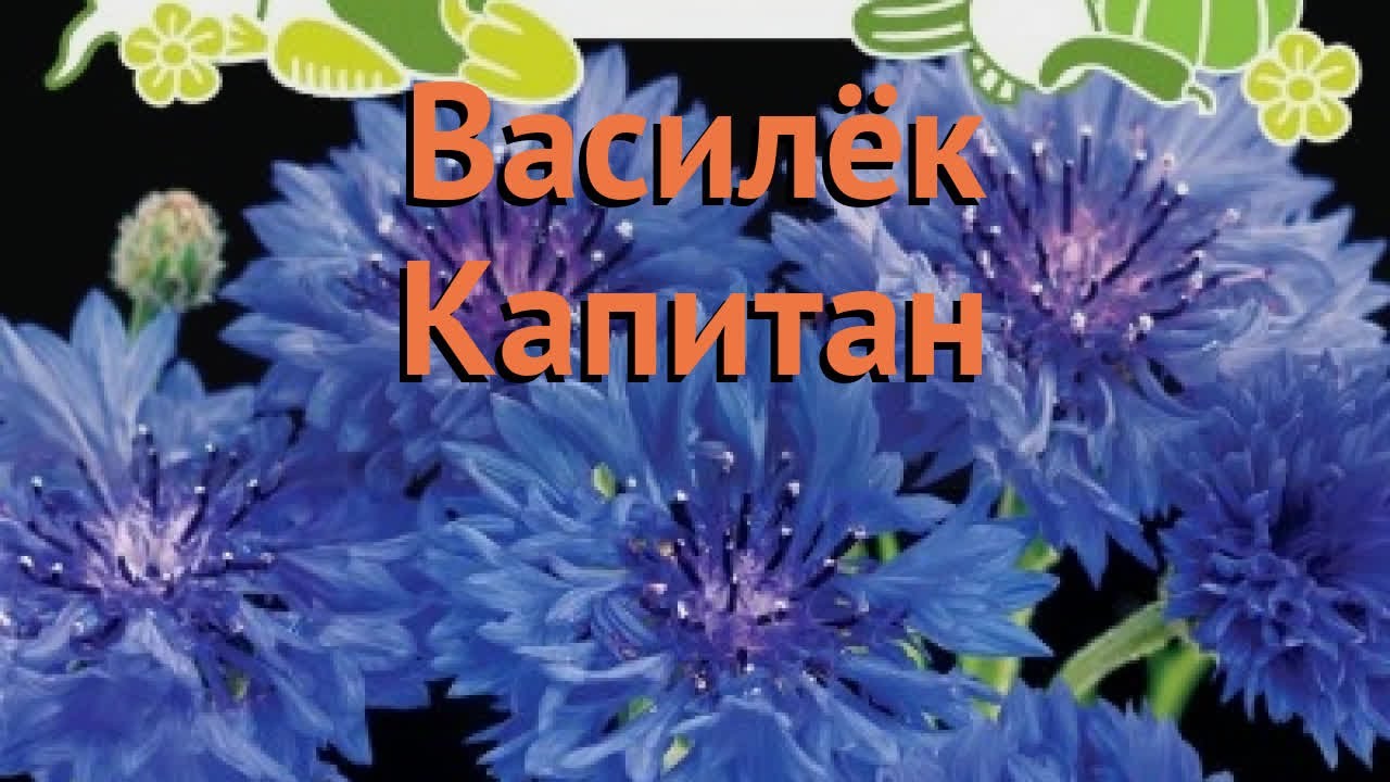 Василек когда сажать на рассаду. Василёк Капитан. Капитан Василек цветок. Васильки сорта. Василек семя.