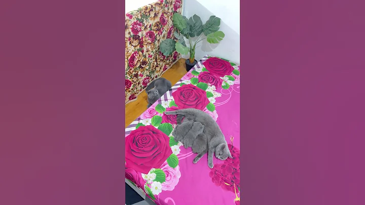 Video 10055481: shorthair cat kucing britishshorthair, kucing british shorthair kitten, britishshorthair kucing catlover