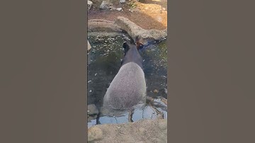 So Amazing!🤩 #shorts #short #shortvideo #tapir #animals #love #viral #viralvideo #subscribe #fy #fyp