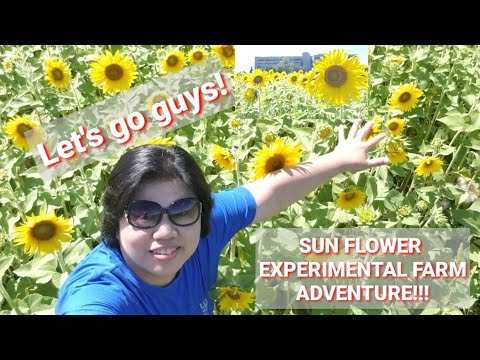 SUN FLOWER here I come!!!! Explore the beauty of nature!