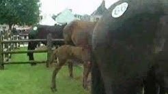 Donkey Faire in Lignieres, Cher, France