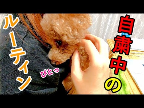 自粛中のパパとママと犬の平日ルーティーン【トイプードル】