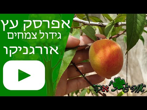 וִידֵאוֹ: גידול עצי אפרסק: איך לשתול עץ אפרסק