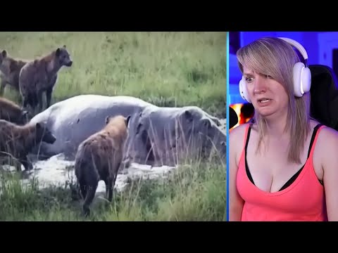 15 Merciless Moments When Angry Hyenas And Wild Dogs Ate Their Prey Alive Part 1 | Pets House