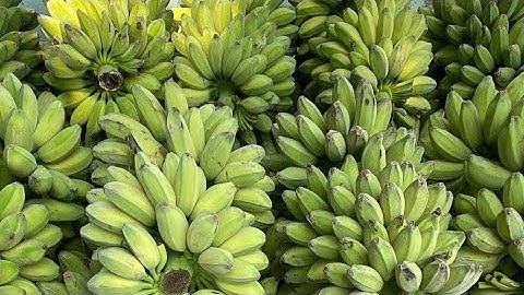 TRƯỚC KHI QUYẾT ĐỊNH TRỒNG CHUỐI SÁP NÊN XEM VIDEO NÀY