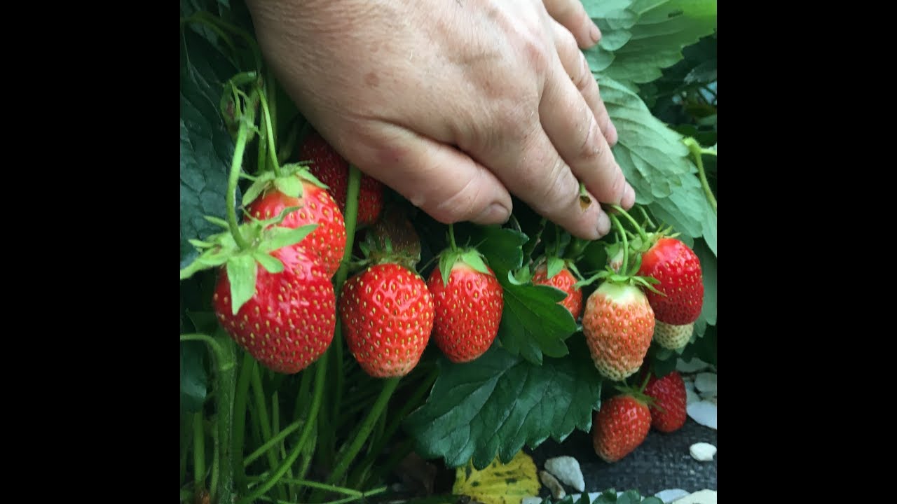 Правильная посадка саженца клубники в подготовленную лунку