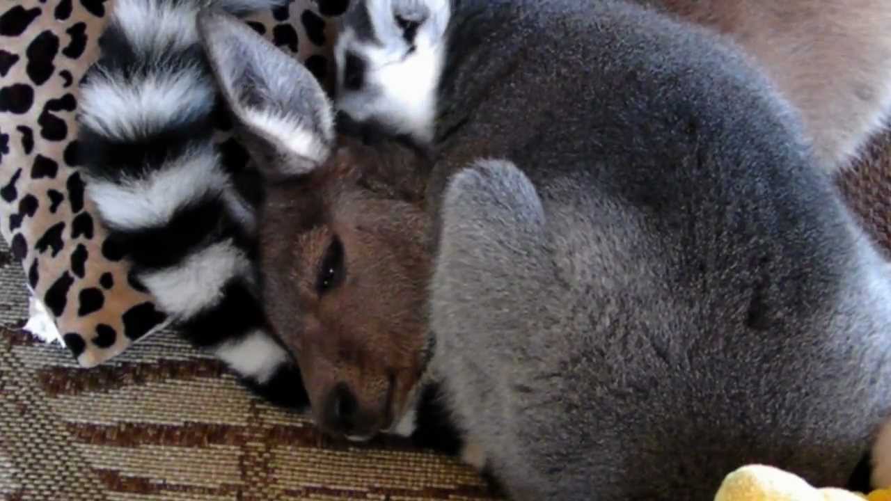 horseshoe bend True Love.. Kangaroo and Lemur are BEST BUDDIES!