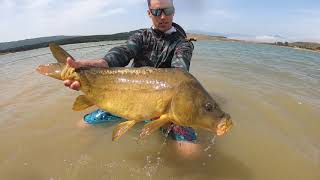 CARPAS a MOSCA / FLYFISHING for CARPS