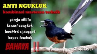 kombinasi isian terbaik,, BAHAYA ‼️ANTI NGUKLUK #muraibatu #cucakijo #kacer #masteranburung