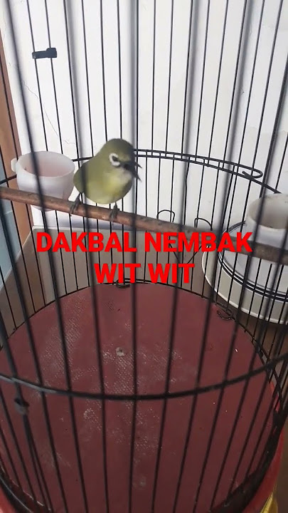 DAKBAL NEMBAK WIT WIT