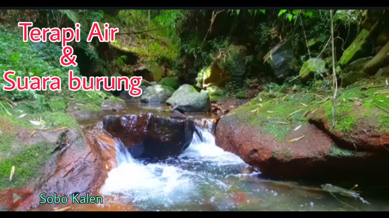Terapi air untuk burung stres macet bunyi | bird water Therapy
