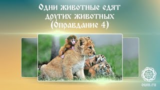 Одни животные едят других животных (Оправдание 4) Одни животные едят других животных (Оправдание 4)