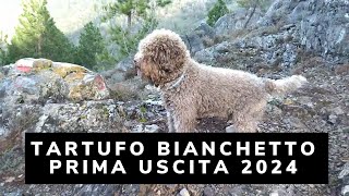 Tartufo Bianchetto 2024 Liguria Prima Uscita Della Stagione