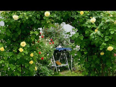 Video: So Erstellen Sie Einen Blumengarten An Einem Teich