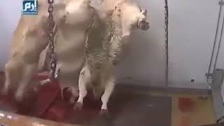 بشع.طريقة بشعة لصعق الحيوانات بالكهرباء