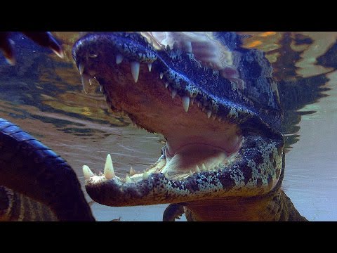 Video: Crocodile blunt: fotografija, opis, hrana