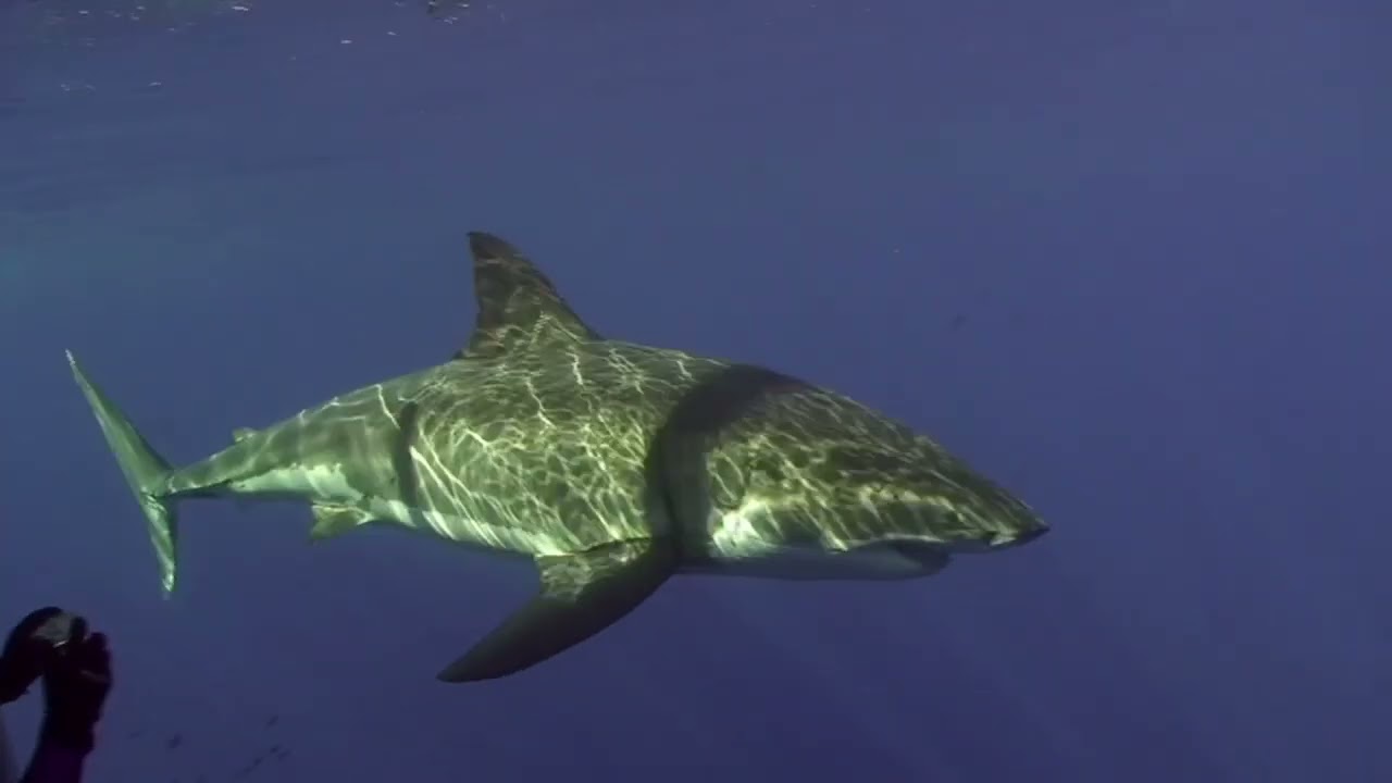 Aggressor TV Baja Aggressor Guadalupe