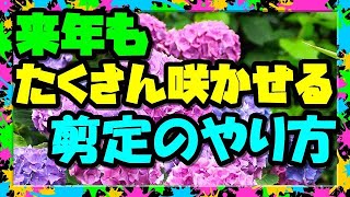 【アジサイ】紫陽花の剪定と挿し木  来年も綺麗に咲かせる「切り戻し,切り詰め」＆「挿し穂」のやり方