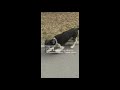 Собака бежит по тротуару