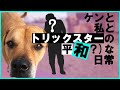 甘えん坊ケン（土佐&ピット）とママと誰かさんの平和な日常