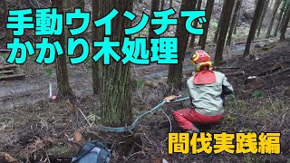 【間伐】備えあれば憂いなし 手動ウインチでかかり木処理