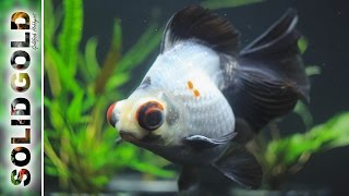 Relaxing Goldfish Tank | 10 Minutes of Goldfish