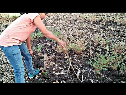 gurukulam film || कुछ नाग गुस्सैल होते है || Indian spectacled cobra rescue by Nirzara Chitti ||