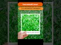 Top 10 Lawn Grass Types in Asia #lawnIndia #SamratsoftLawn