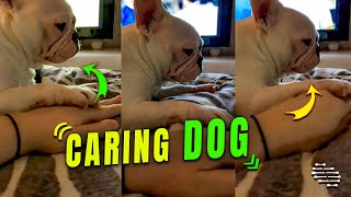 Dog Grabs Owner Hand to Hold