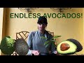 Endless avocados how to graft any avocado scion to any avocado rootstock