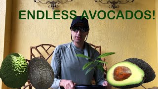 ENDLESS AVOCADOS! How to graft ANY avocado scion to ANY avocado ROOTSTOCK!