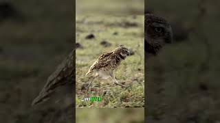 Owls That Live Underground. Burrowing Owls 🦉🐿️ #Animals #Nature #Wildlife