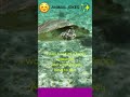 The Turtle boasts to his friends.🤭 #puppy #cute #funny #turtle #anime #shorts #tiktok #jokes #short