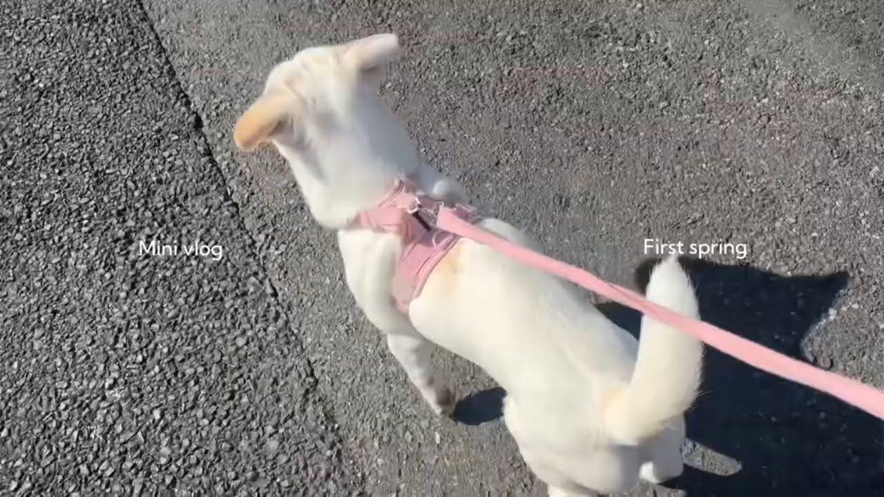 【mini Vlog】春1番☘️気温差にも気圧にも負けないぞ