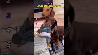 Disaster Dogs Compilation Funny Fails