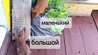 Новый дикий бельчонок🌱 Два бельчонка🌱 Грызёт бутылку🌱звуки белки🌱