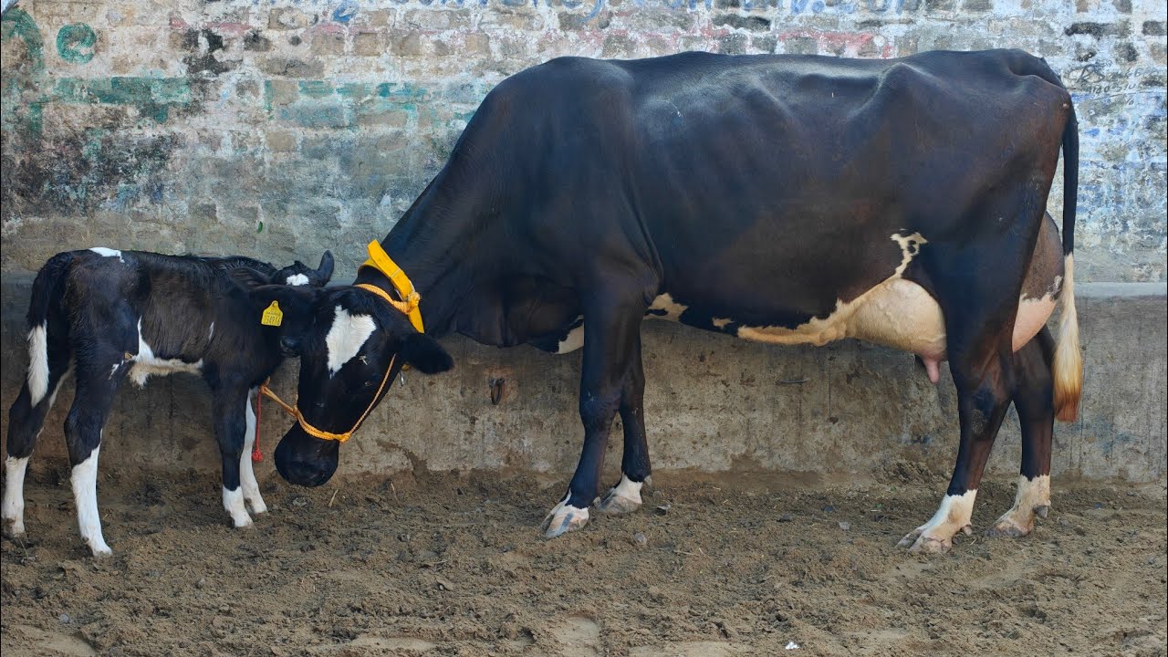 6 Cows for sale, 6 ਗਾਵਾਂ ਵਿਕਾਊ 
