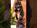8810623046 German Shepherd pups ready strong bone active trained healthy puppies booking open now